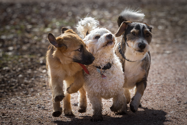 Group of dogs