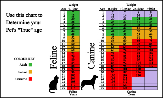 Lost Key Animal Clinic - Surveillance Screening