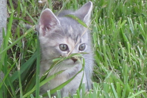 Grey Kitten