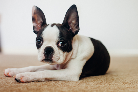 black and white dog