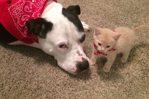 Black and White Dog and yellow kitten